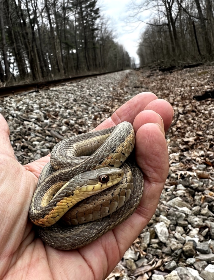 Eastern Garter Snake